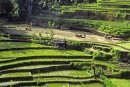 Thumbs/tn_sawah.jpg