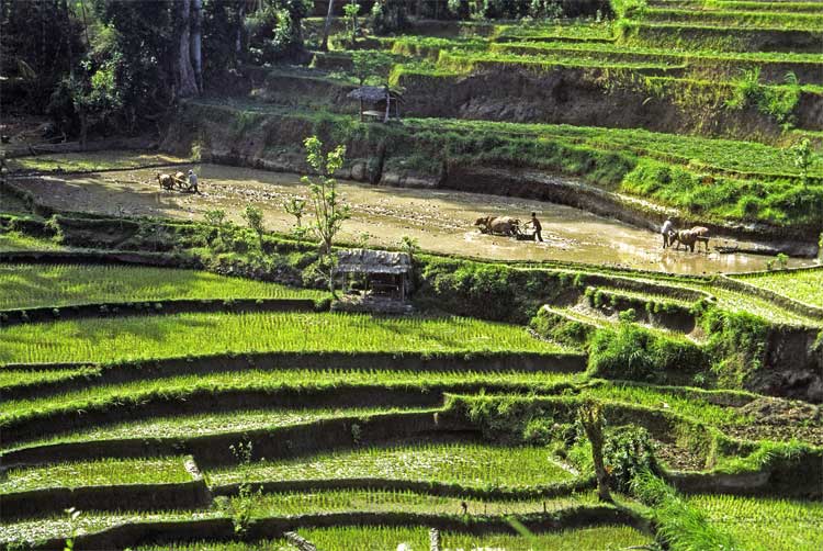 ../images/sawah.jpg