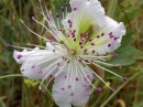 Thumbs/tn_030133.jpg