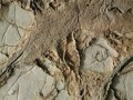 Thumbs/tn_039811.jpg